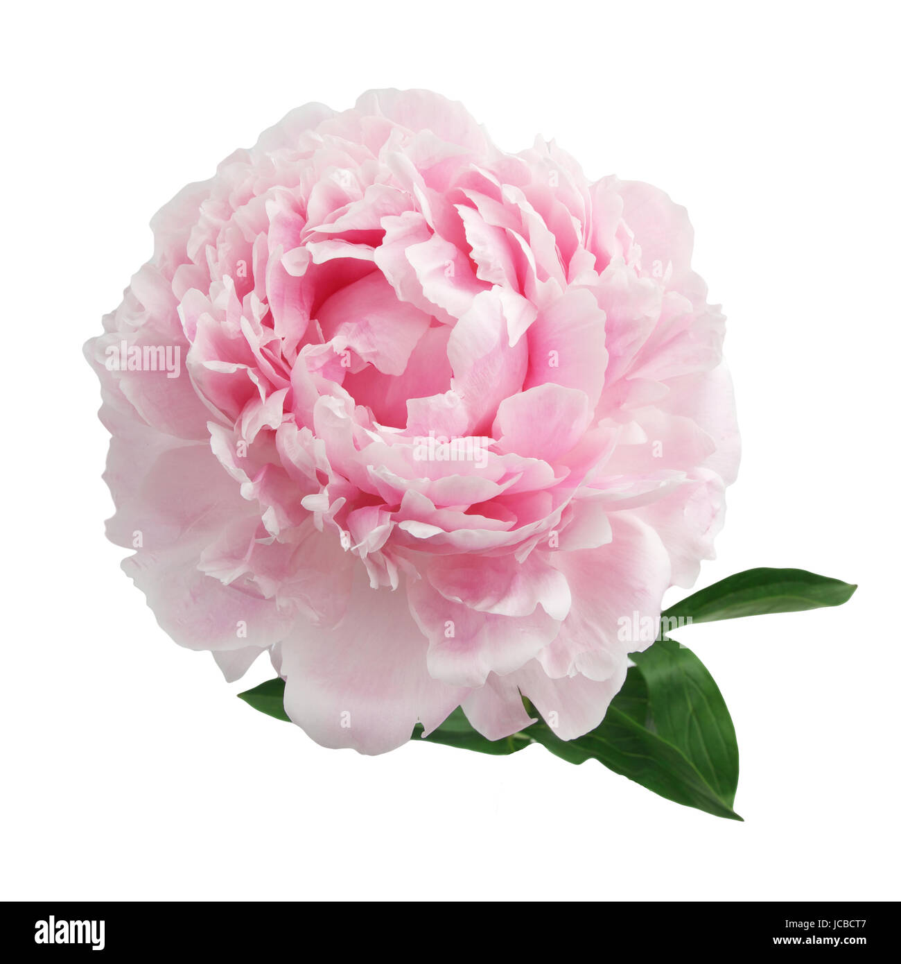 Beautiful pink peony isolated on white background Stock Photo - Alamy