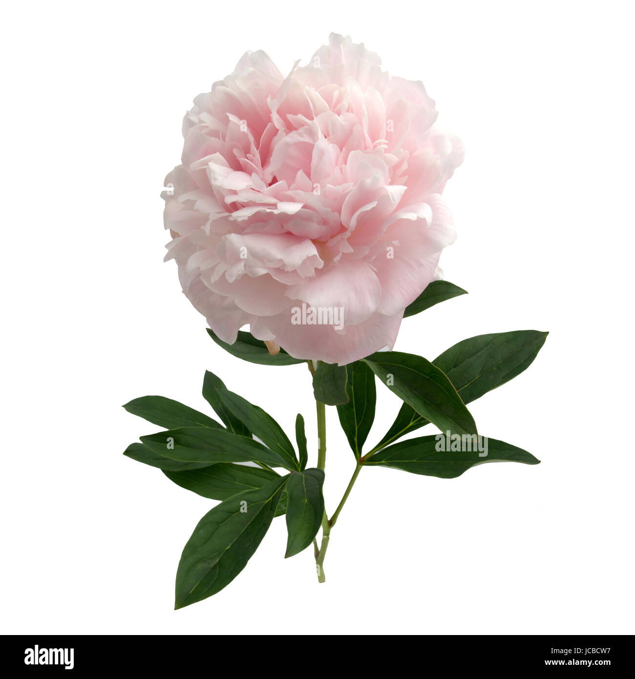 Beautiful pink peony isolated on white background Stock Photo - Alamy