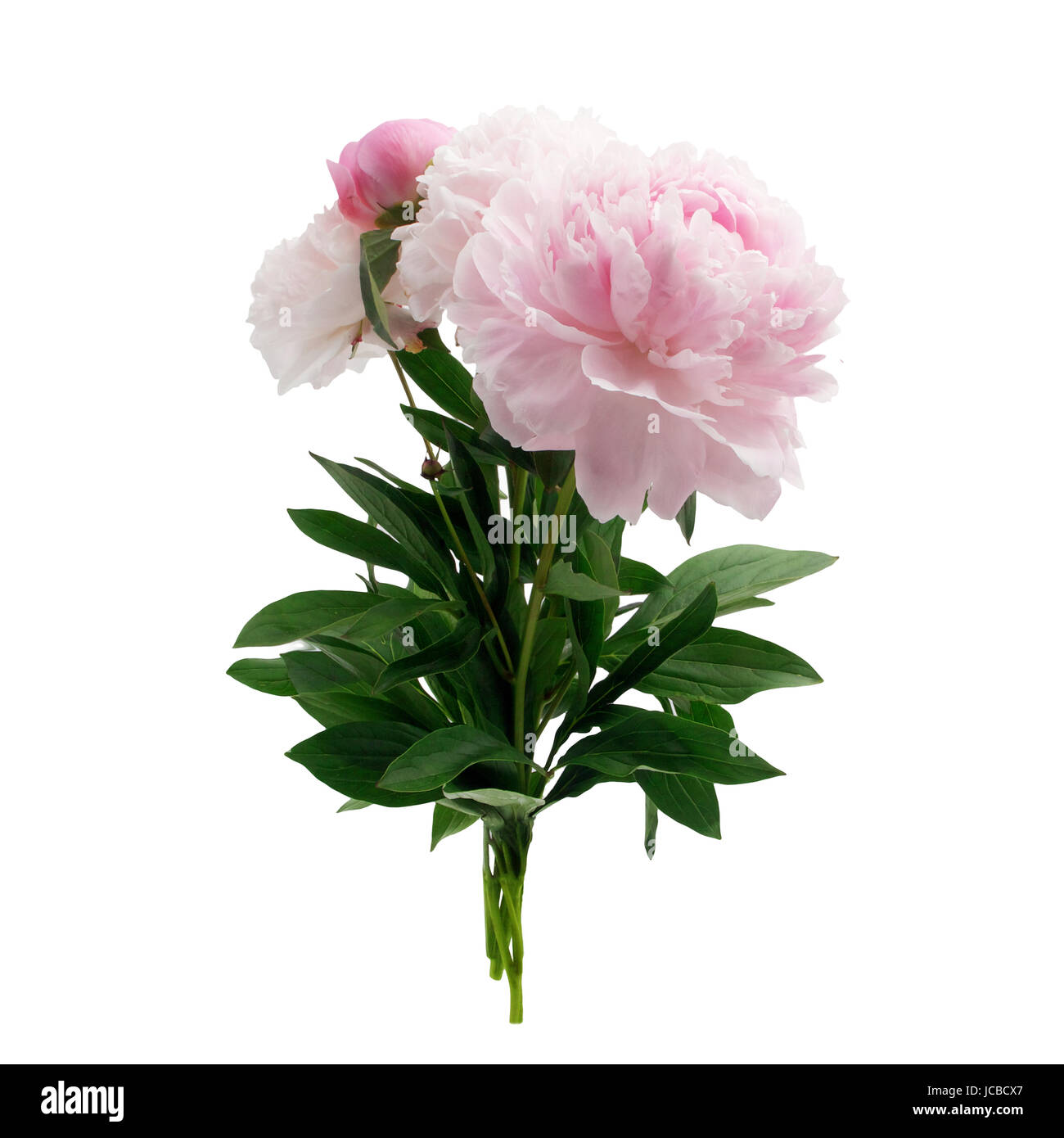 beautiful pink peony flower isolated on white background Stock Photo ...