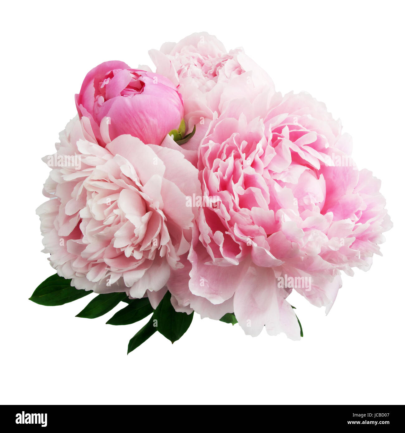 beautiful pink peony flower isolated on white background Stock Photo ...