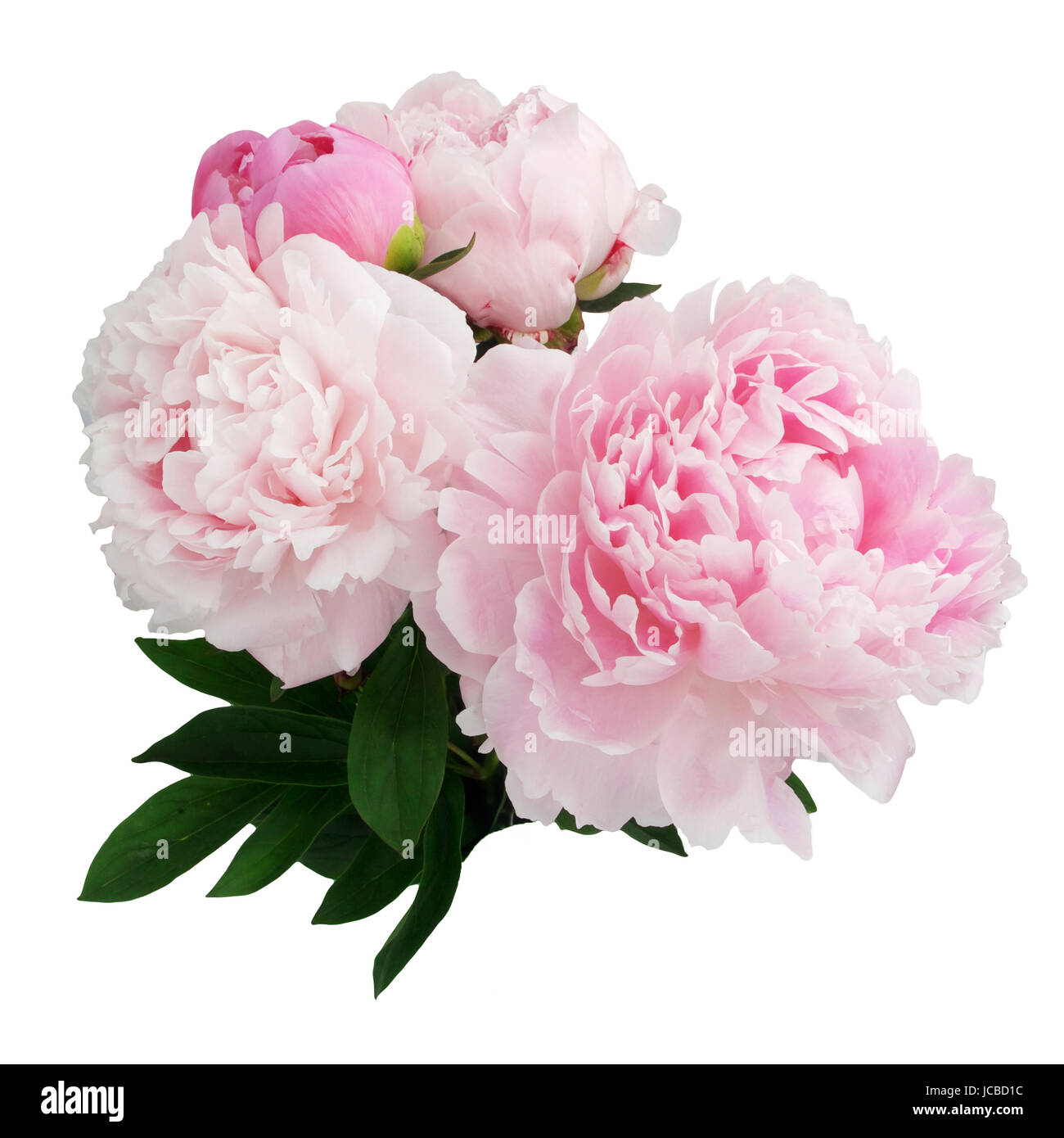 beautiful pink peony flower isolated on white background Stock Photo ...