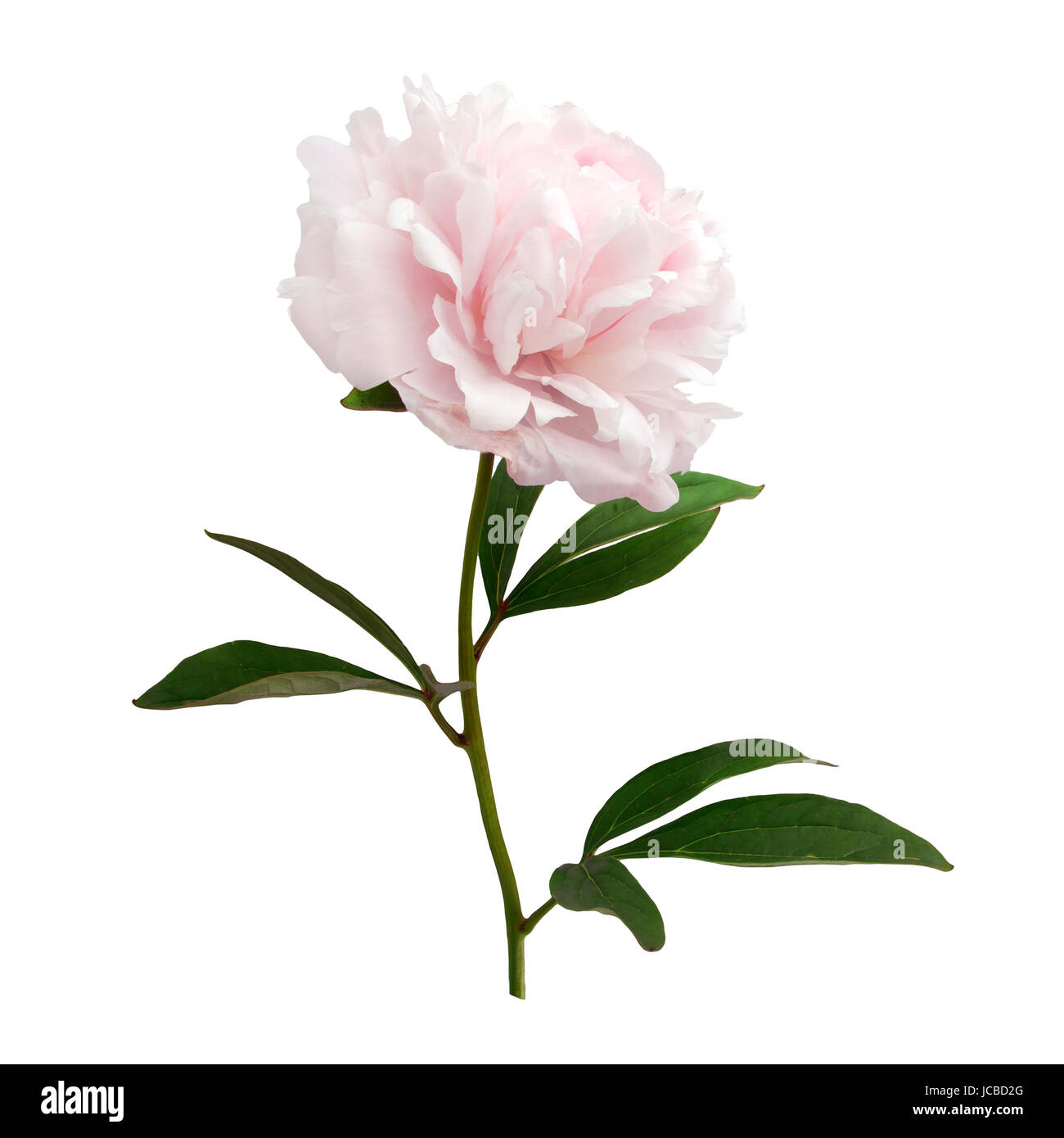 Beautiful pink peony isolated on white background Stock Photo - Alamy