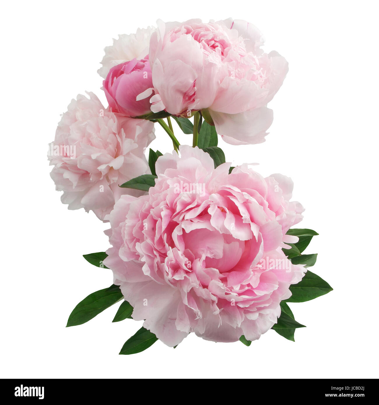 beautiful pink peony flower isolated on white background Stock Photo ...