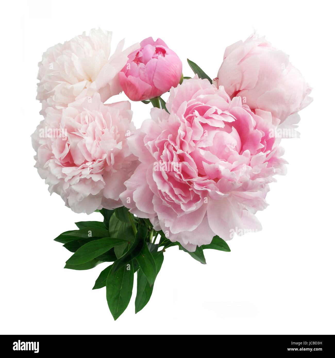 beautiful pink peony flower isolated on white background Stock Photo ...