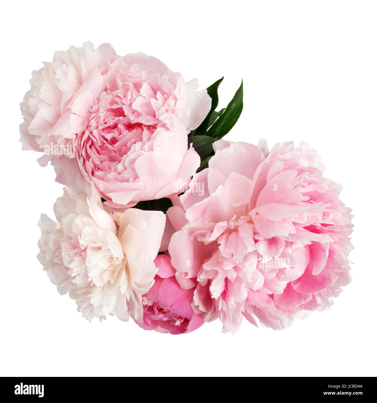 beautiful pink peony flower isolated on white background Stock Photo ...