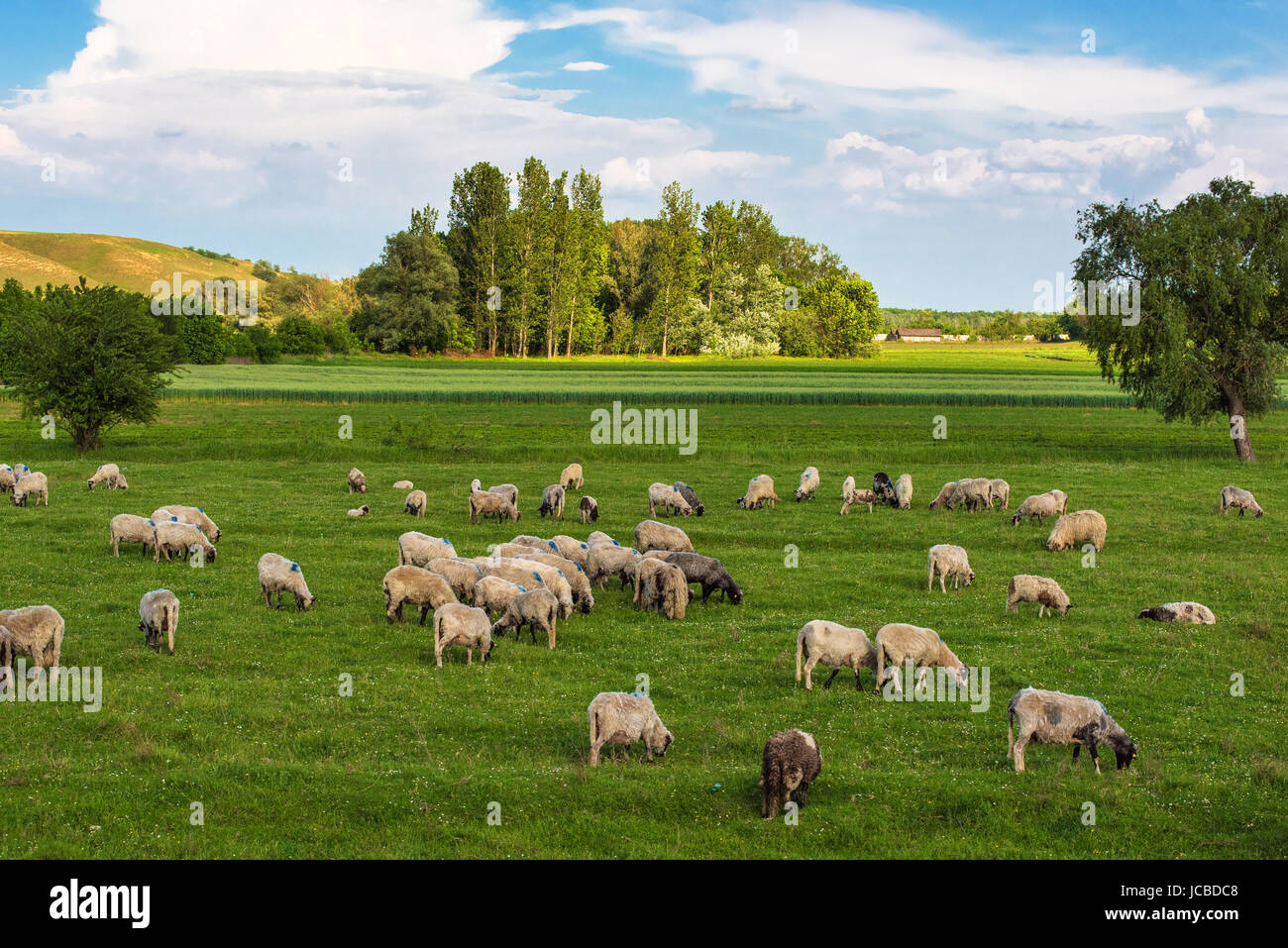 Herd of sheep on pasture, dairy farm animals grazing Stock Photo