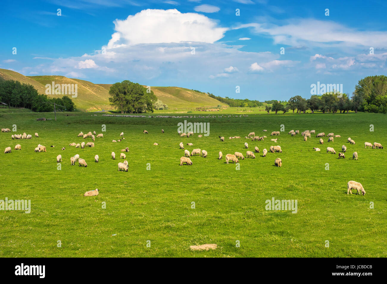 Herd of sheep on pasture, dairy farm animals grazing Stock Photo