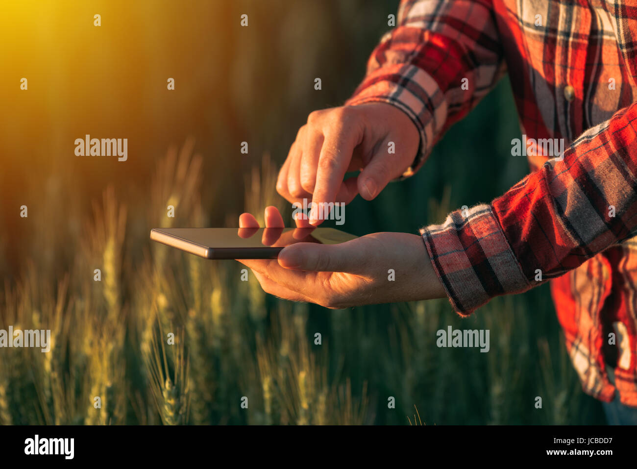 Agronomist using smart phone mobile app to analyze crop development, female hands with mobile phone in cultivated wheat field Stock Photo