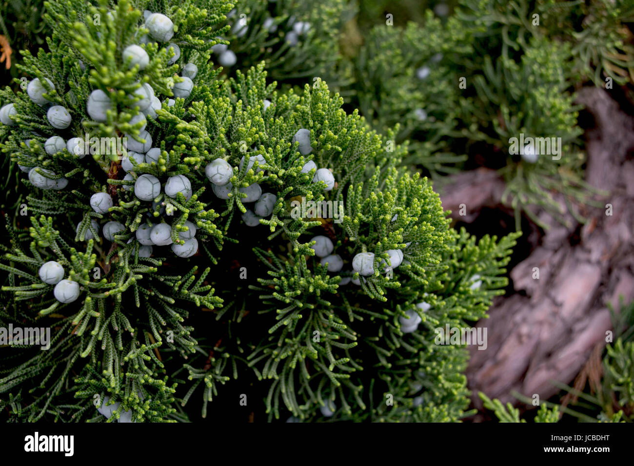 Close up of juniper berries on a juniper bush Stock Photo