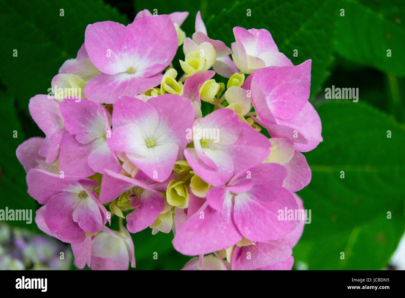closeup of pink hydrangea Stock Photo - Alamy
