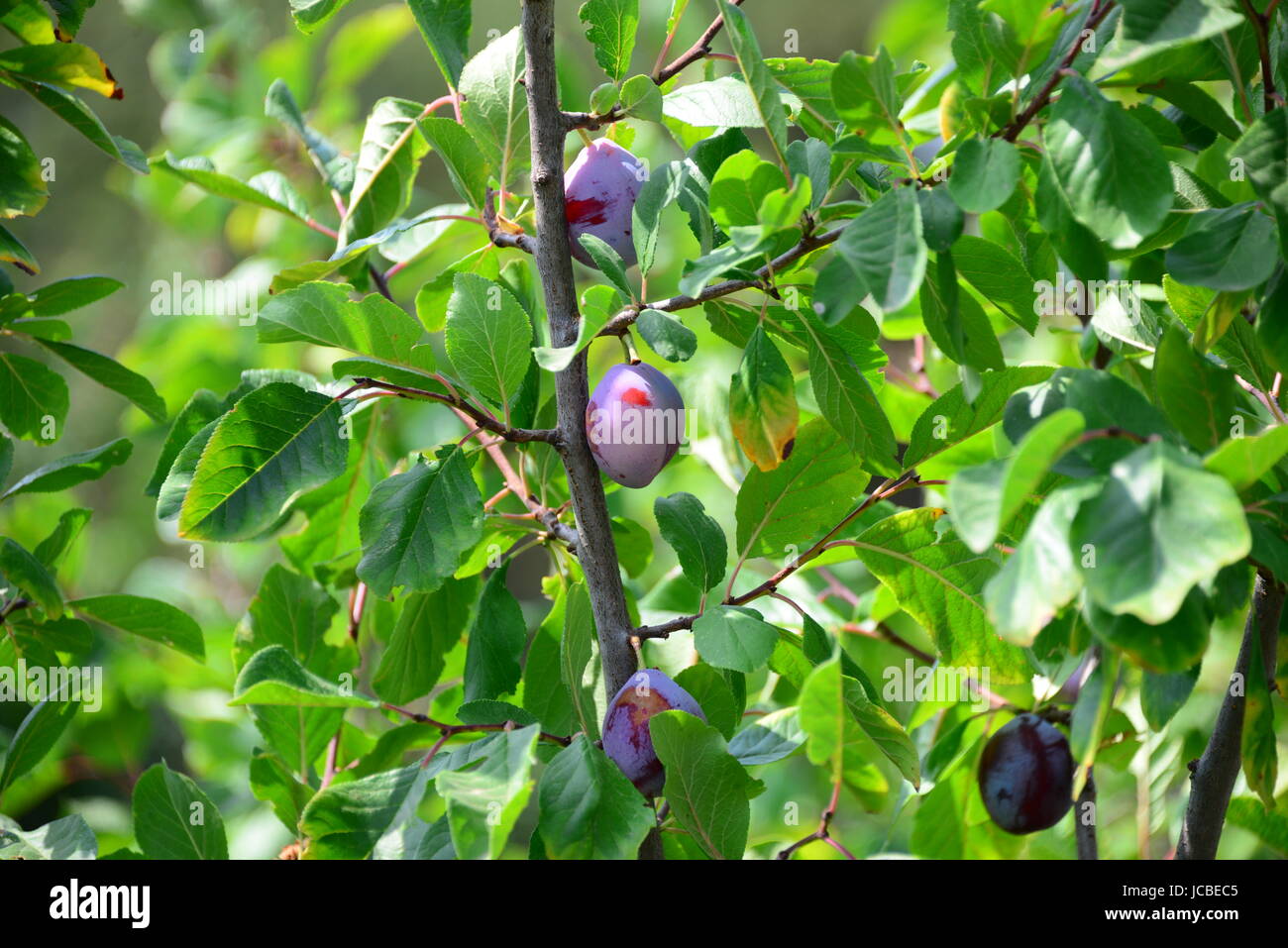 progenies fruits Stock Photo