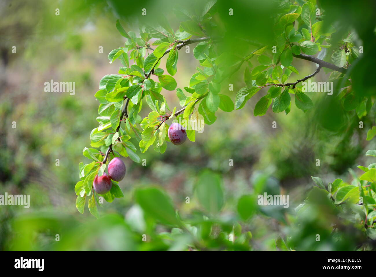 plum on tree in spain Stock Photo