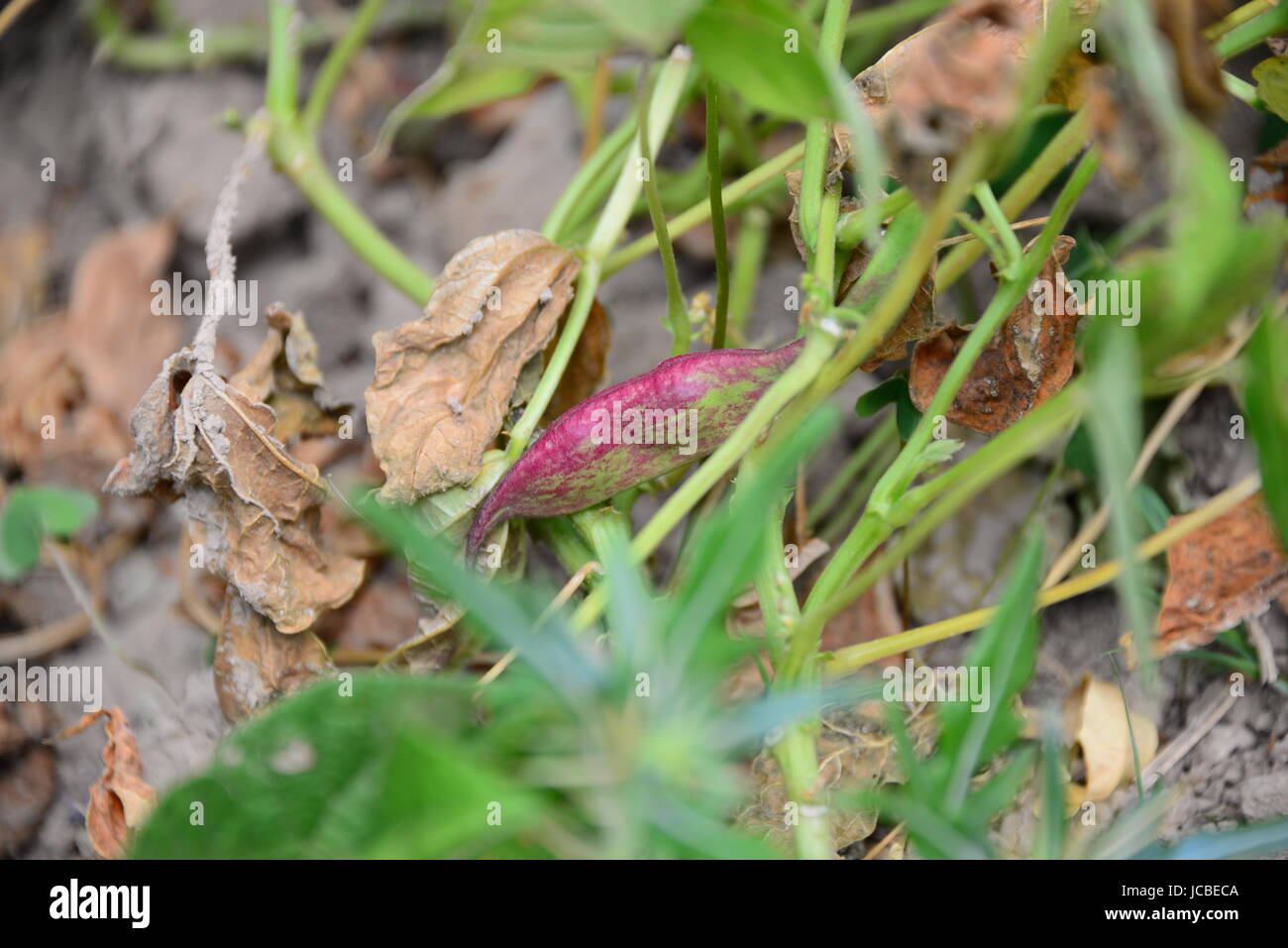 phaseolus vulgaris grüne bohne Stock Photo - Alamy