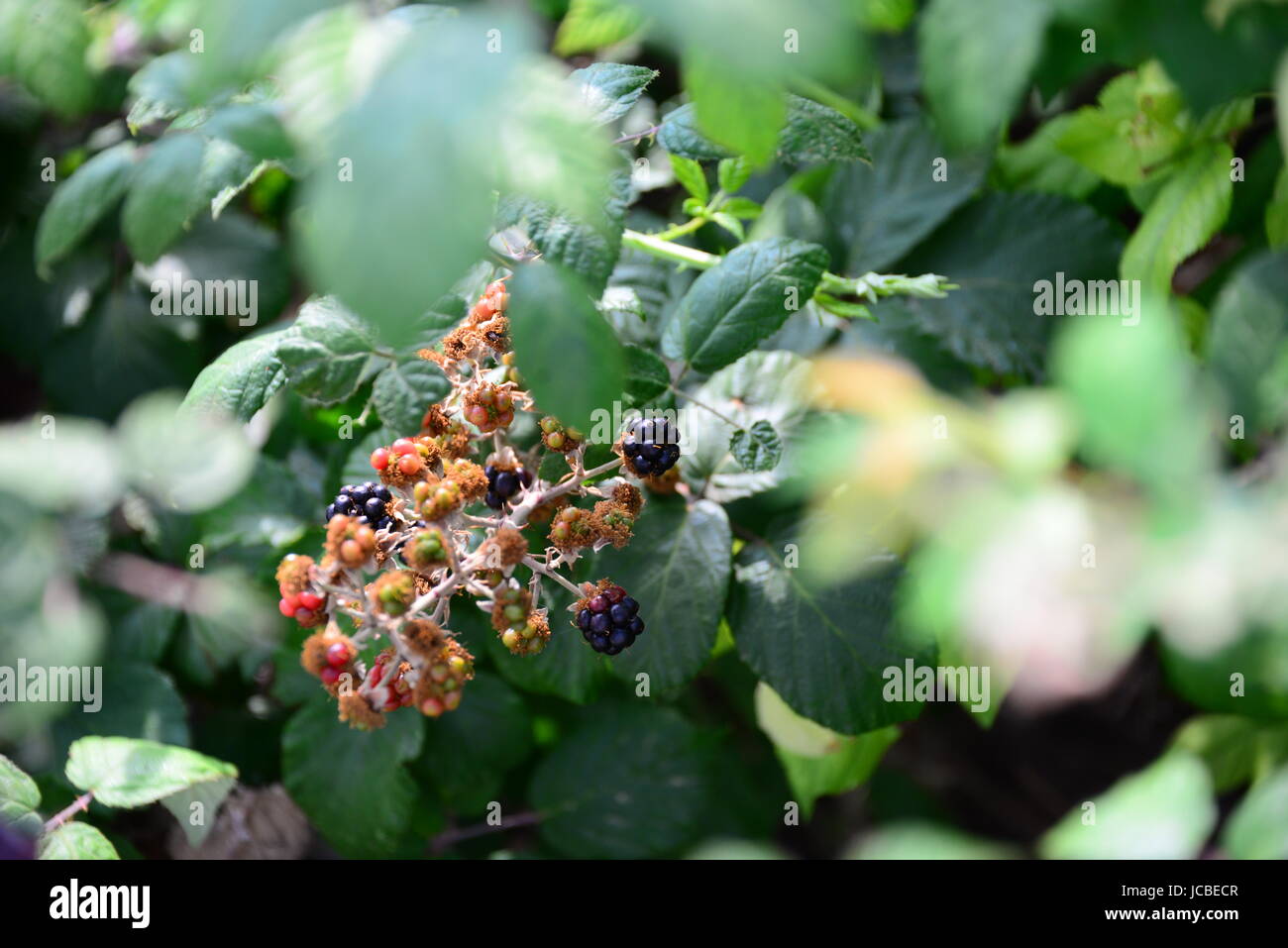 blackberries - spain Stock Photo