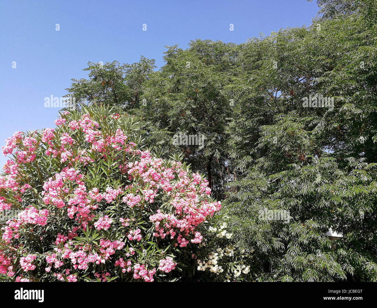 Pink oleander and trees Stock Photo