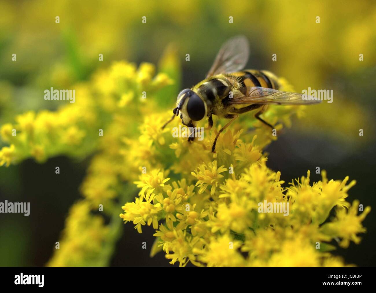 schwebefliege on goldenrod Stock Photo