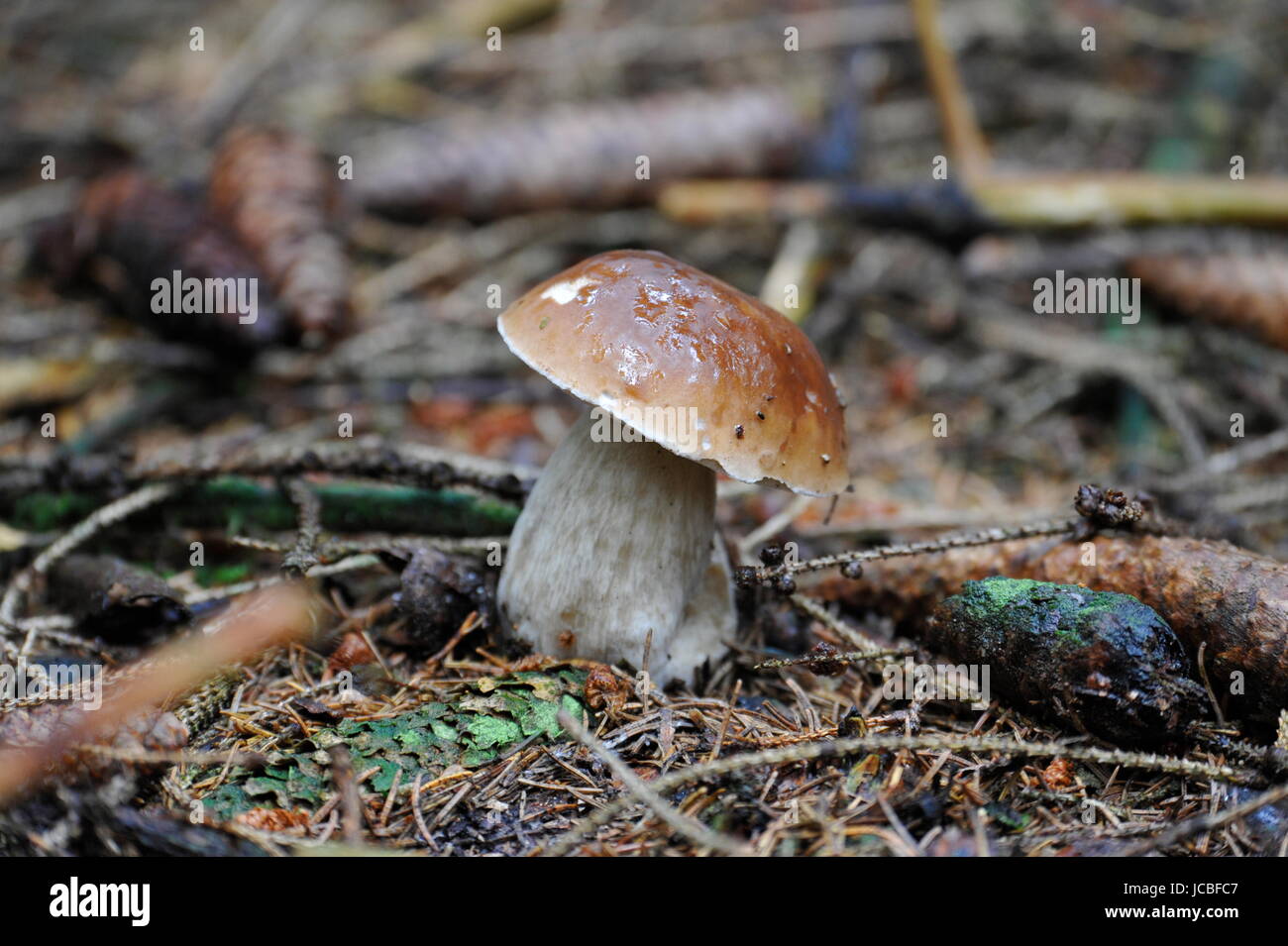 Young single porcini mushroom in grass Stock Photo