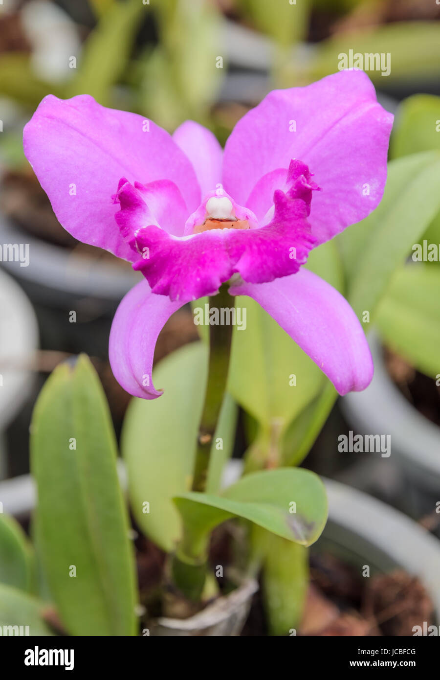 Pink Cattleya Orchid Flower Stock Photo - Alamy