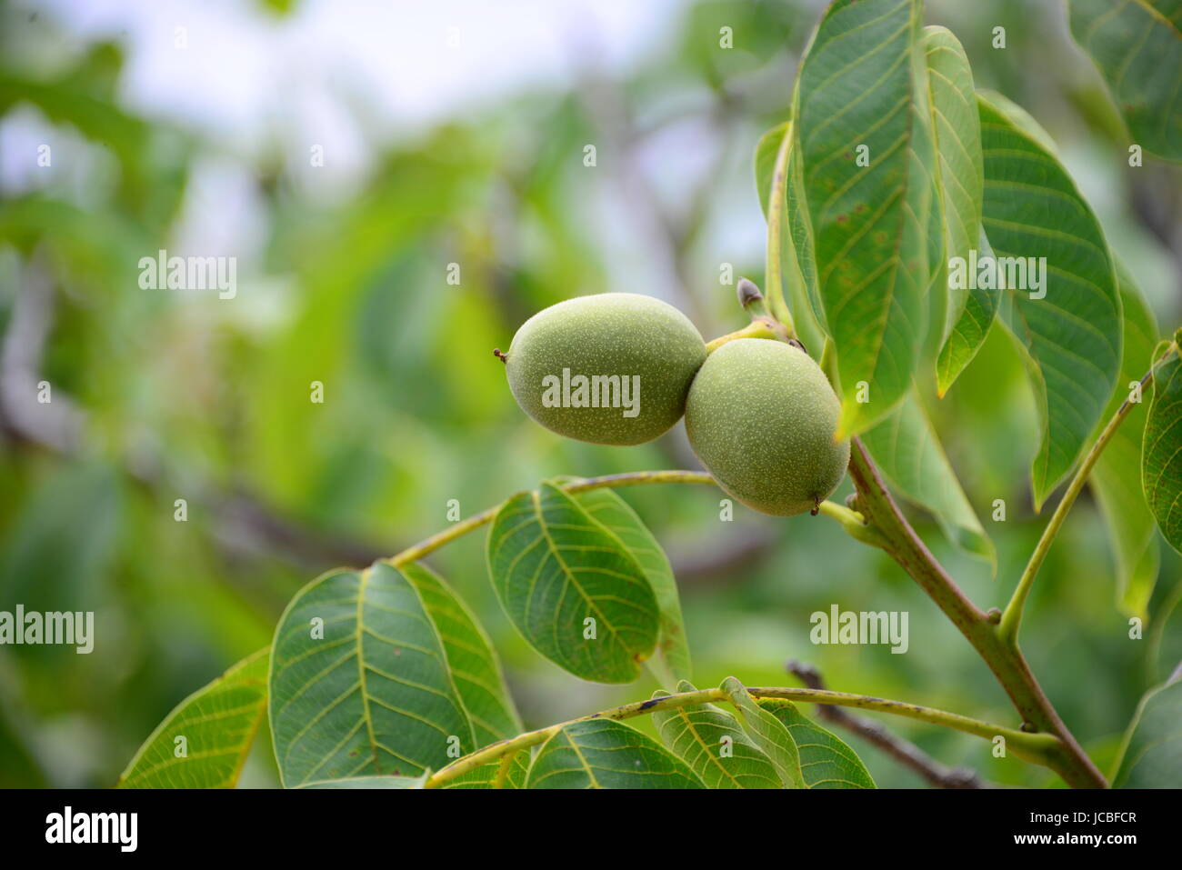 walnut tree spain Stock Photo Alamy