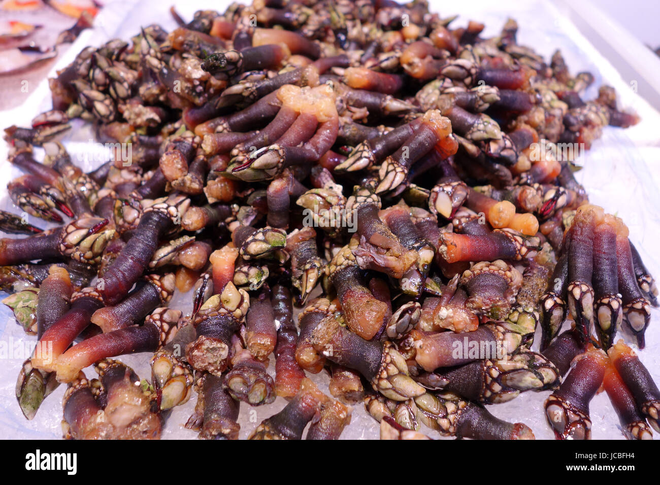 Percebe and Shellfish on sale at Santander fish market in Northern Spain Stock Photo