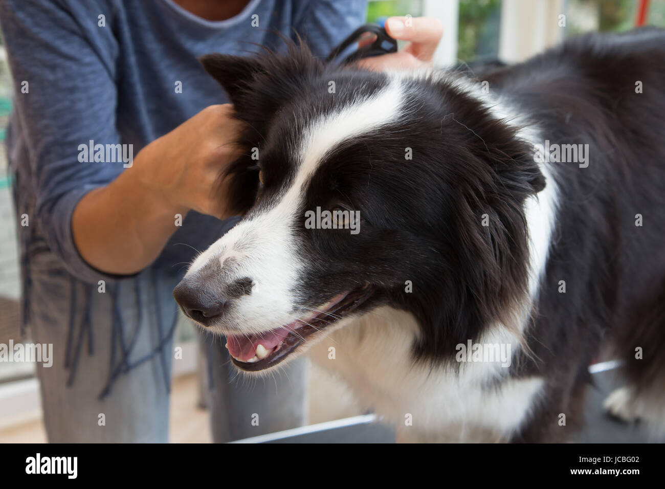 Grooming of Border Collie with grooming tools Stock Photo Alamy