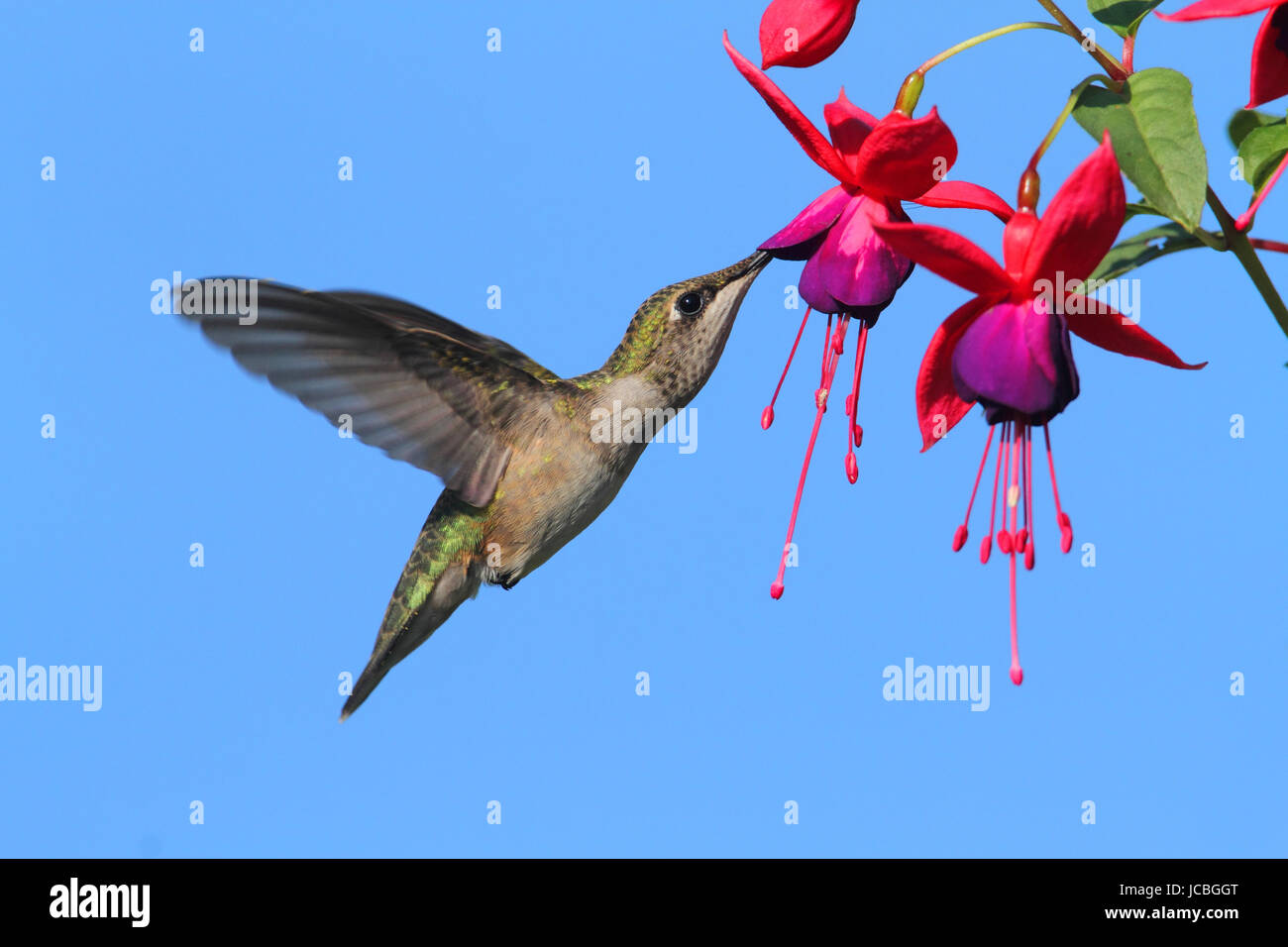 Juvenile Ruby-throated Hummingbird (archilochus colubris) in flight at a fuschia  flower with a blue background Stock Photo - Alamy, image size:1300x956