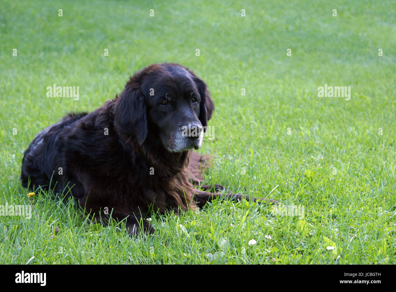 A loyal black labrador retriever, bred for hunting ducks, awaits her commands from the master while laying on the fresh grass. Stock Photo