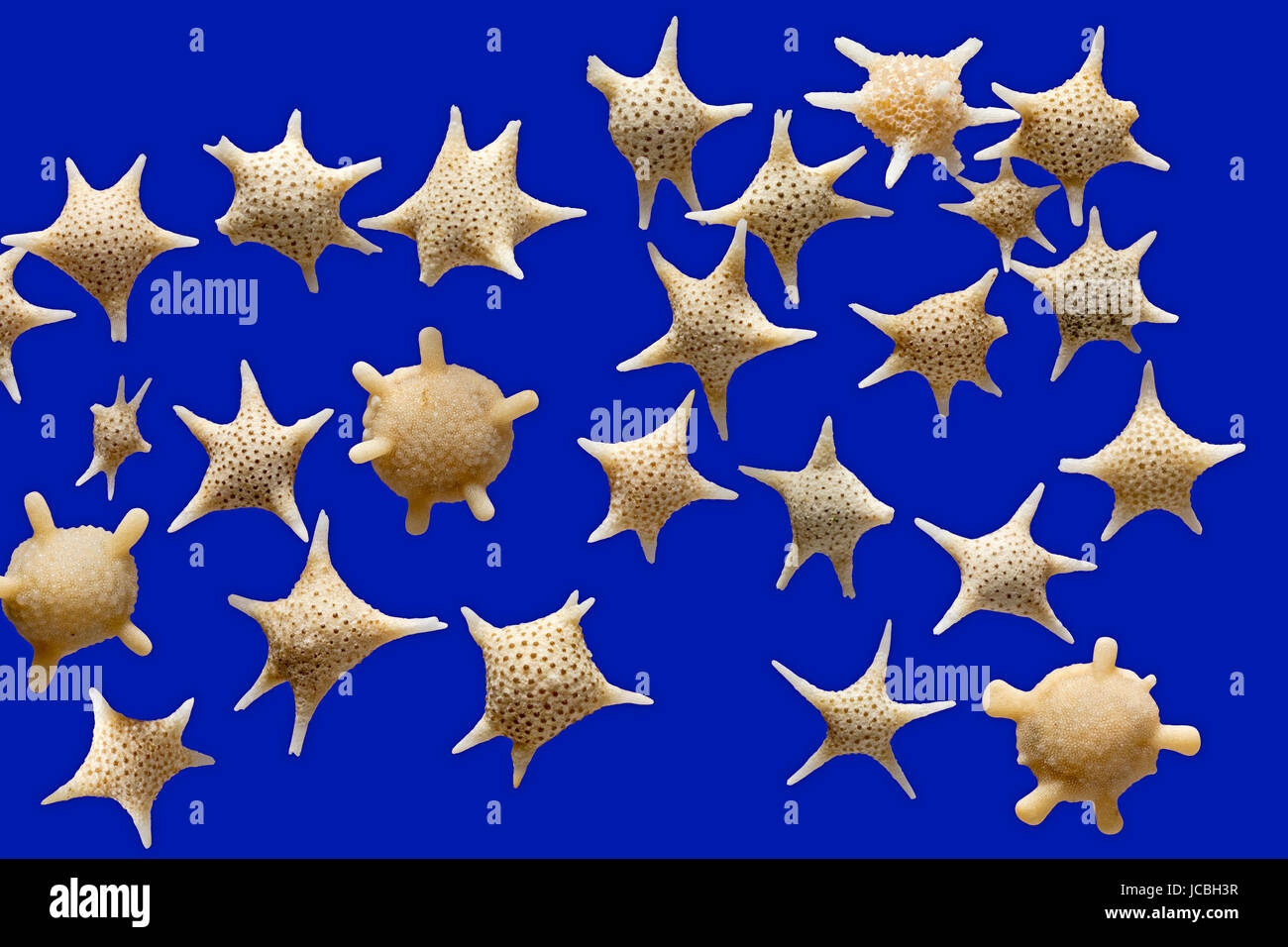 Foraminifera, Star sand, Hatoma, Iriomote and Taketomi islands in Okinawa, Japan, Baculogypsina sphaerulata Stock Photo