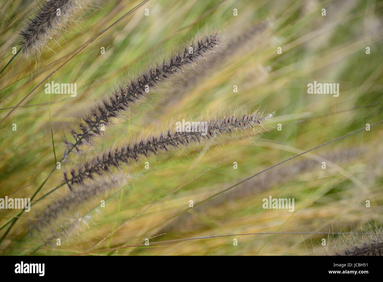 seagrass grass spain Stock Photo Alamy