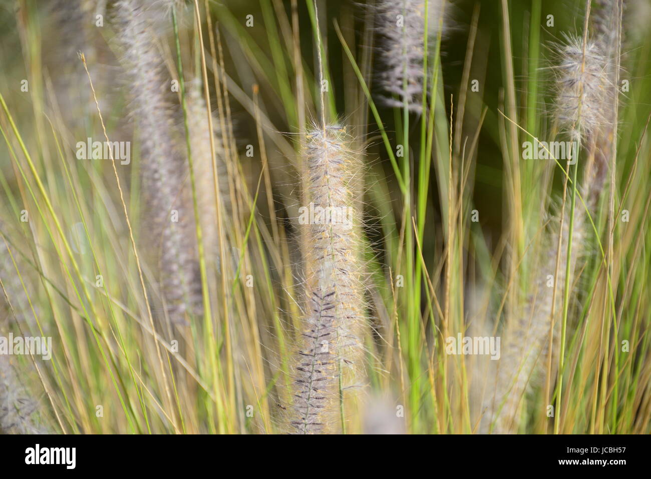 seagrass grass spain Stock Photo Alamy