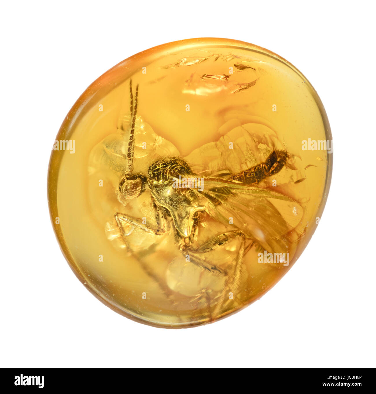 Fossilised fly in amber resin, hard, translucent originating from extinct coniferous trees of the Tertiary period of the fossil record Stock Photo