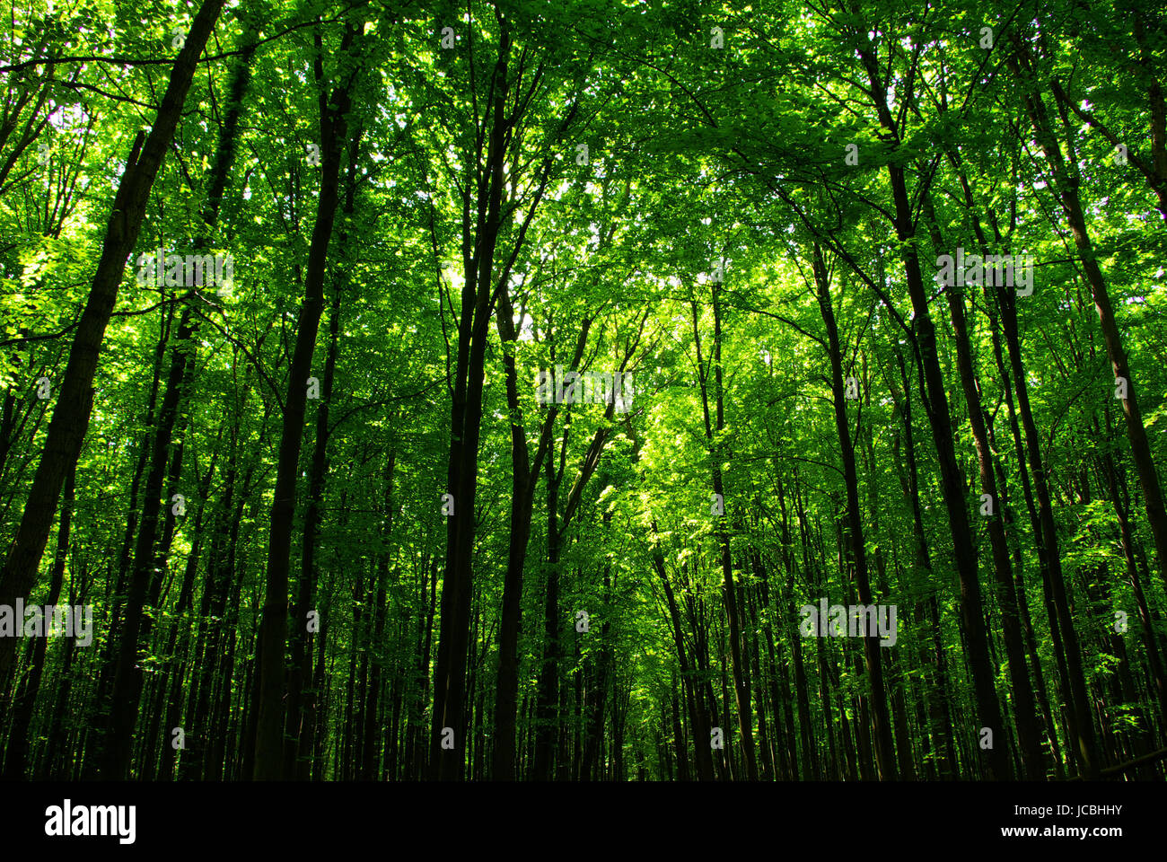 Early morning sun in the forest Stock Photo - Alamy