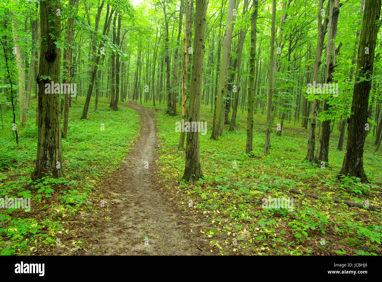 a path is in the green forest Stock Photo - Alamy