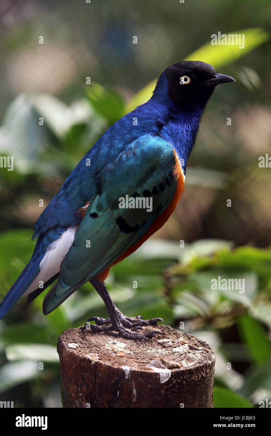 superb starling Stock Photo
