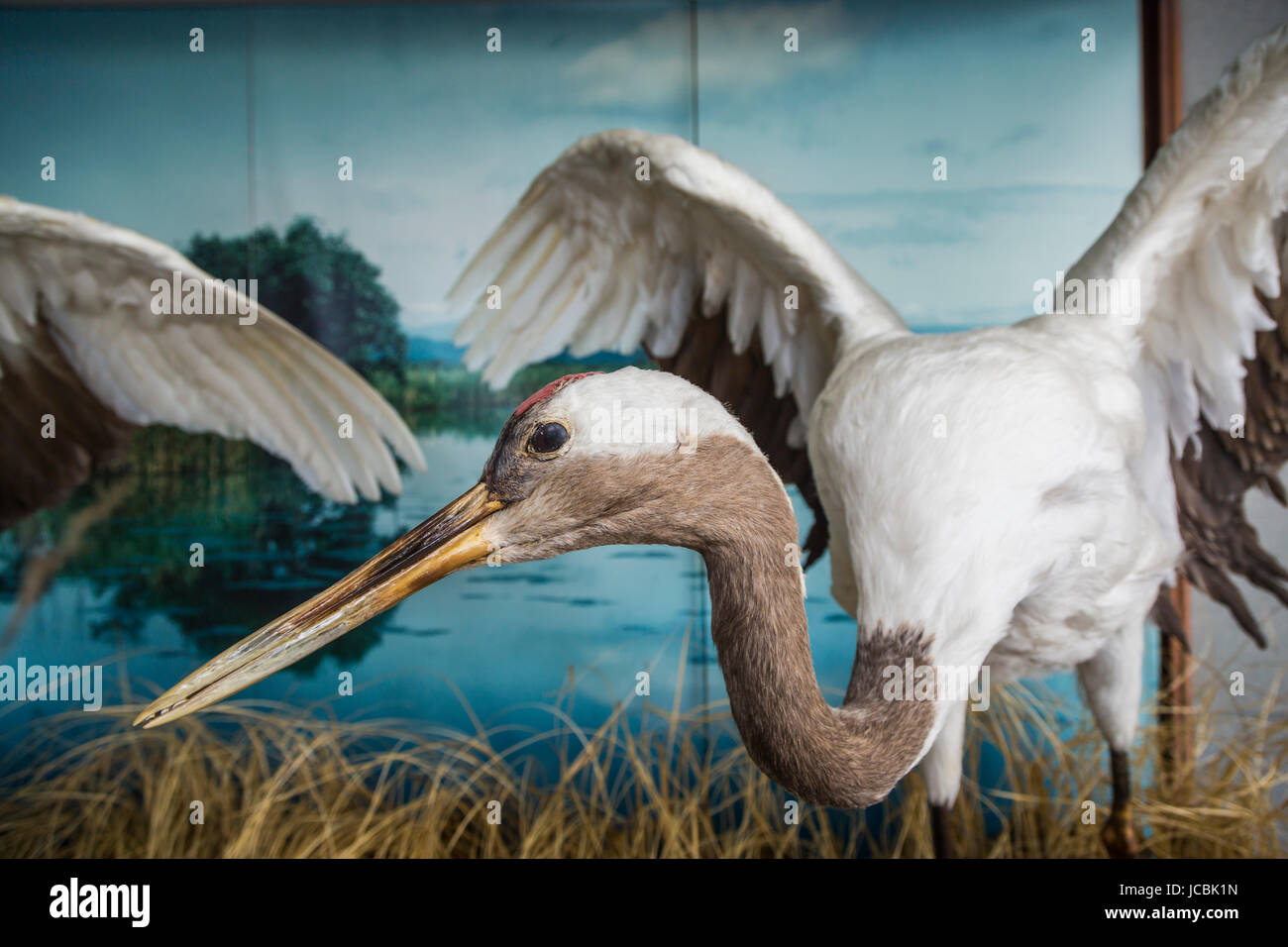 A large crane bird exhibited in Kushiro City, prefecture, Hokkaido, Japan.. Stock Photo
