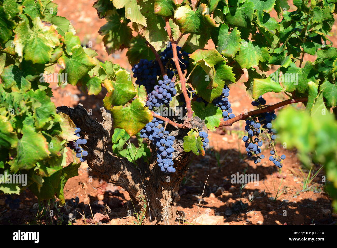 vineyard in spain Stock Photo Alamy