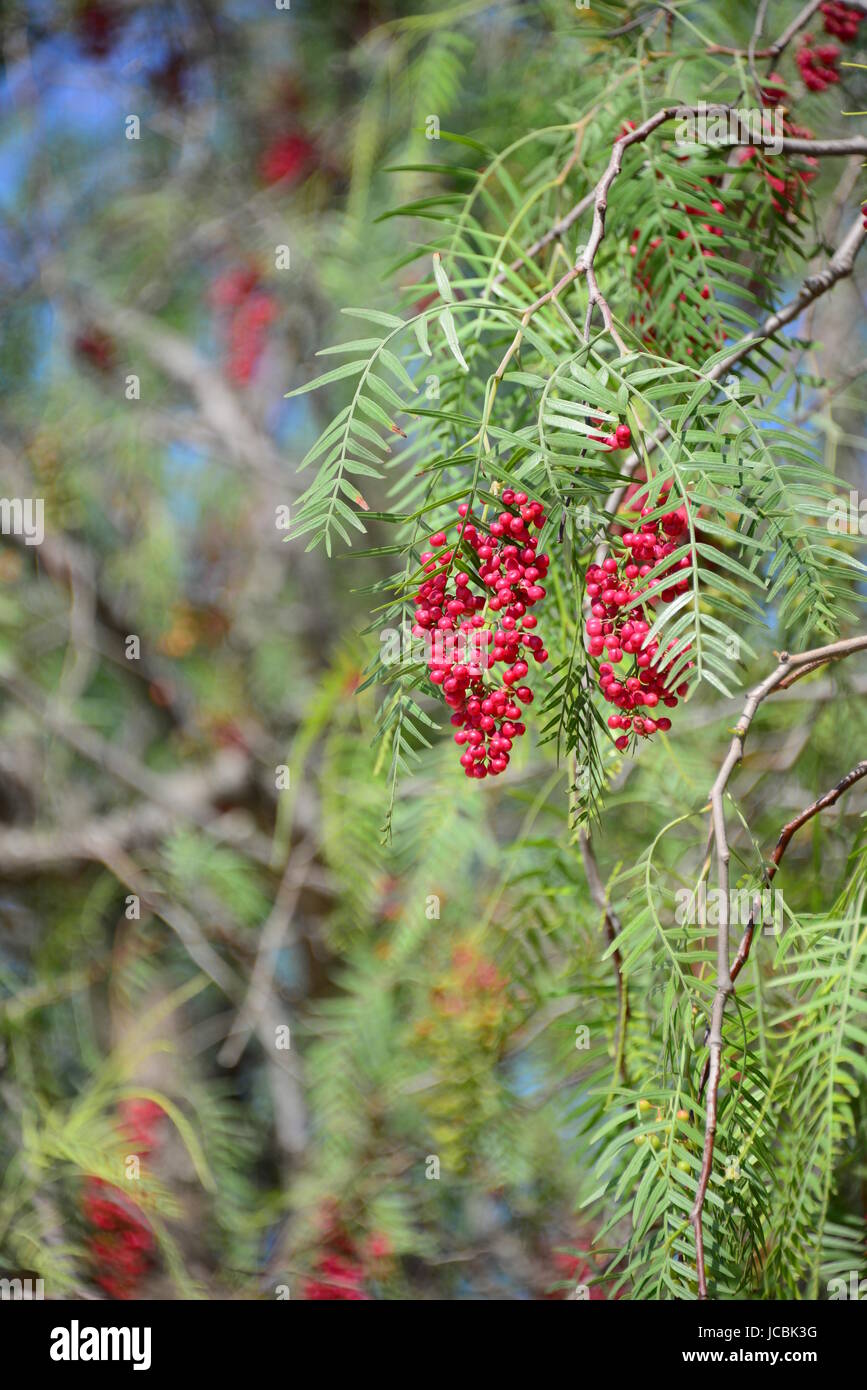 red pepper tree Stock Photo Alamy