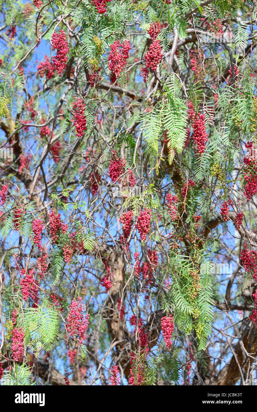 red pepper tree Stock Photo Alamy