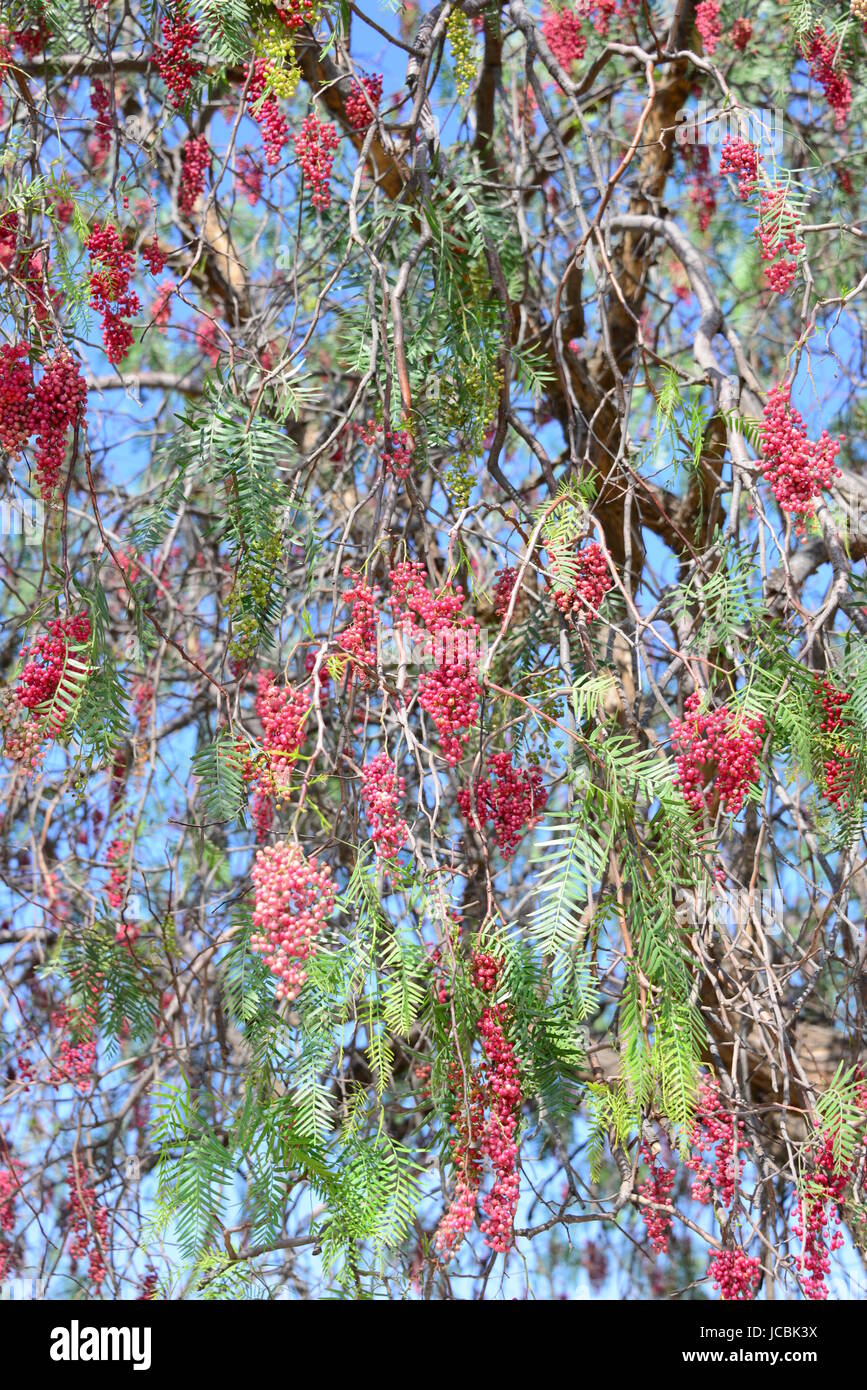 red pepper tree Stock Photo