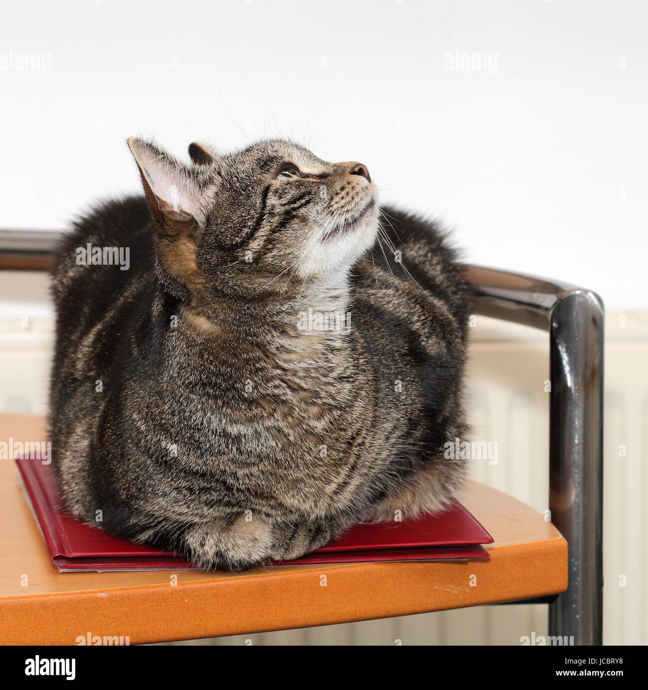 niki has discovered something Stock Photo - Alamy