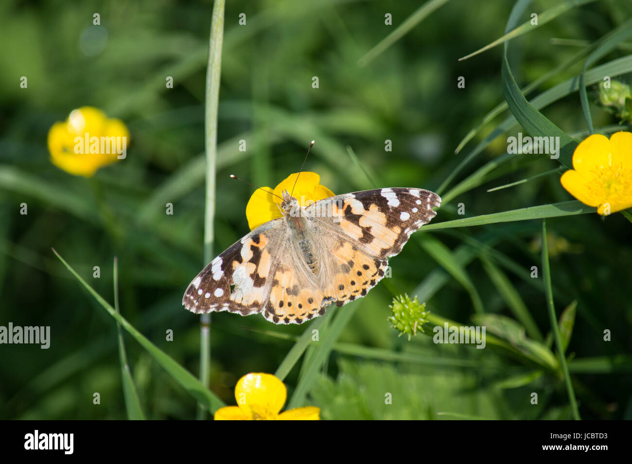 Painted lady butterfly on buttercup Stock Photo