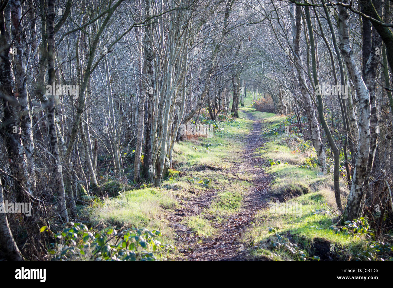 Path through boggy woodland Stock Photo - Alamy