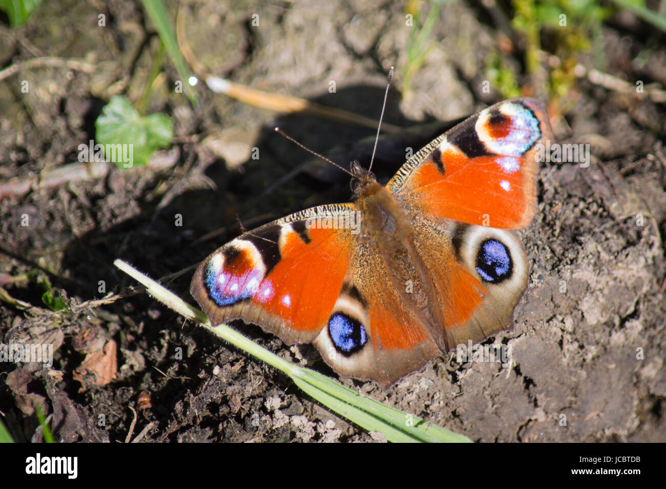 Peacock butterfly on the ground Stock Photo - Alamy