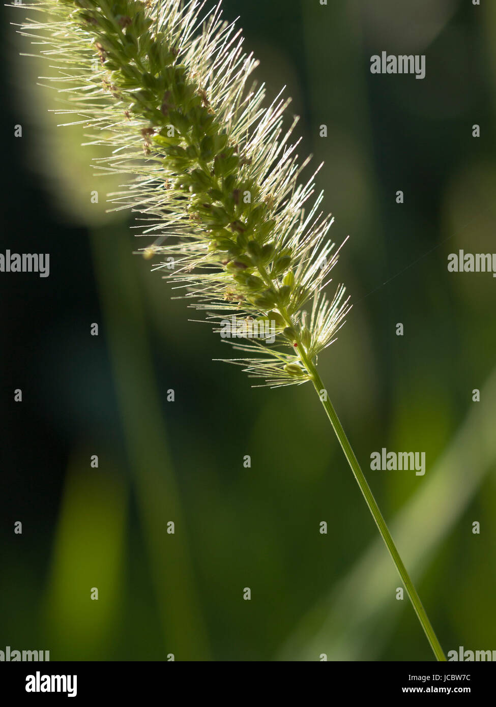 Macro image of a Green Foxtail, or Green Bristle grass (Setaria pumila) inflorescence. Stock Photo