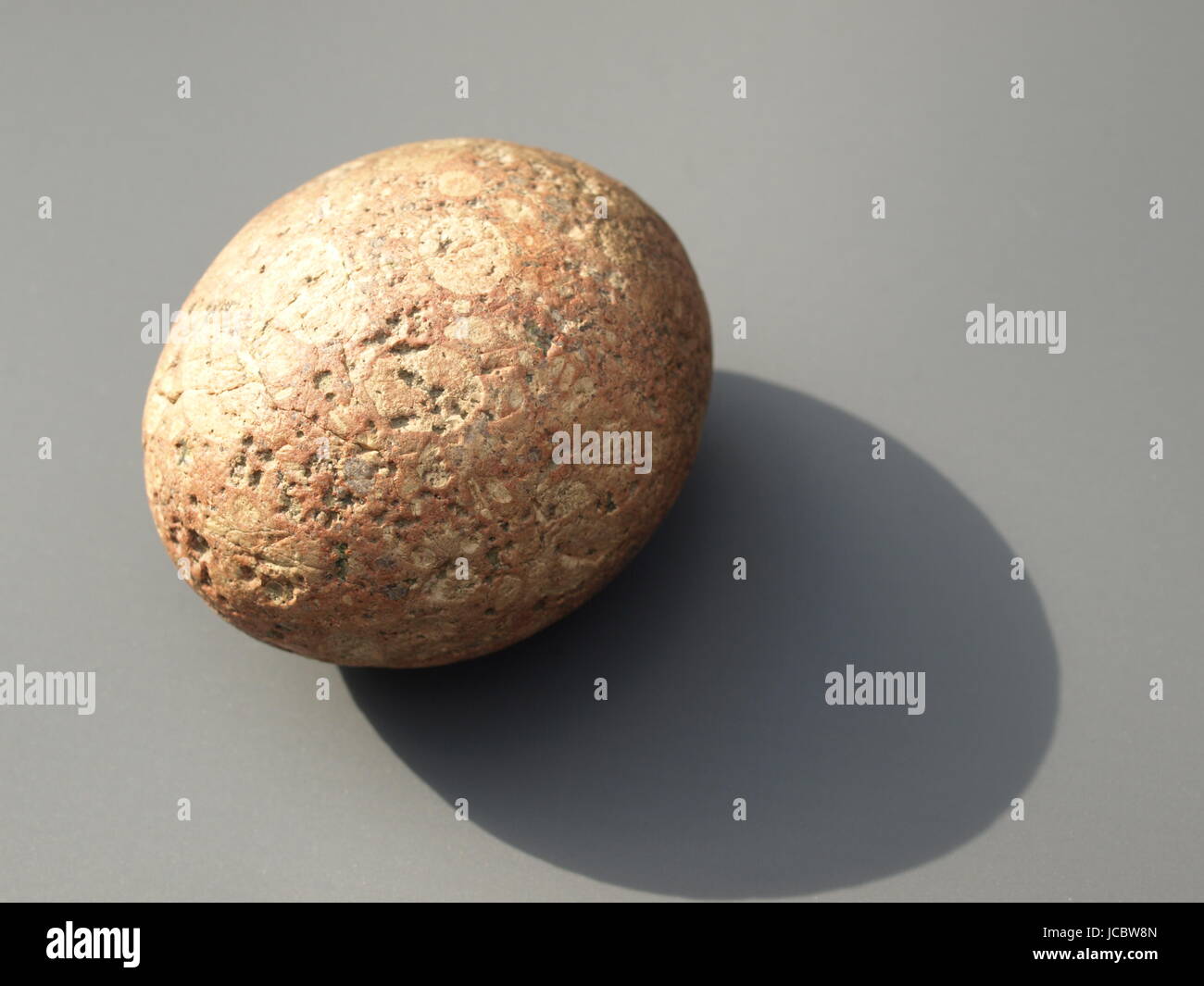 fossilized dinosaur egg Stock Photo Alamy