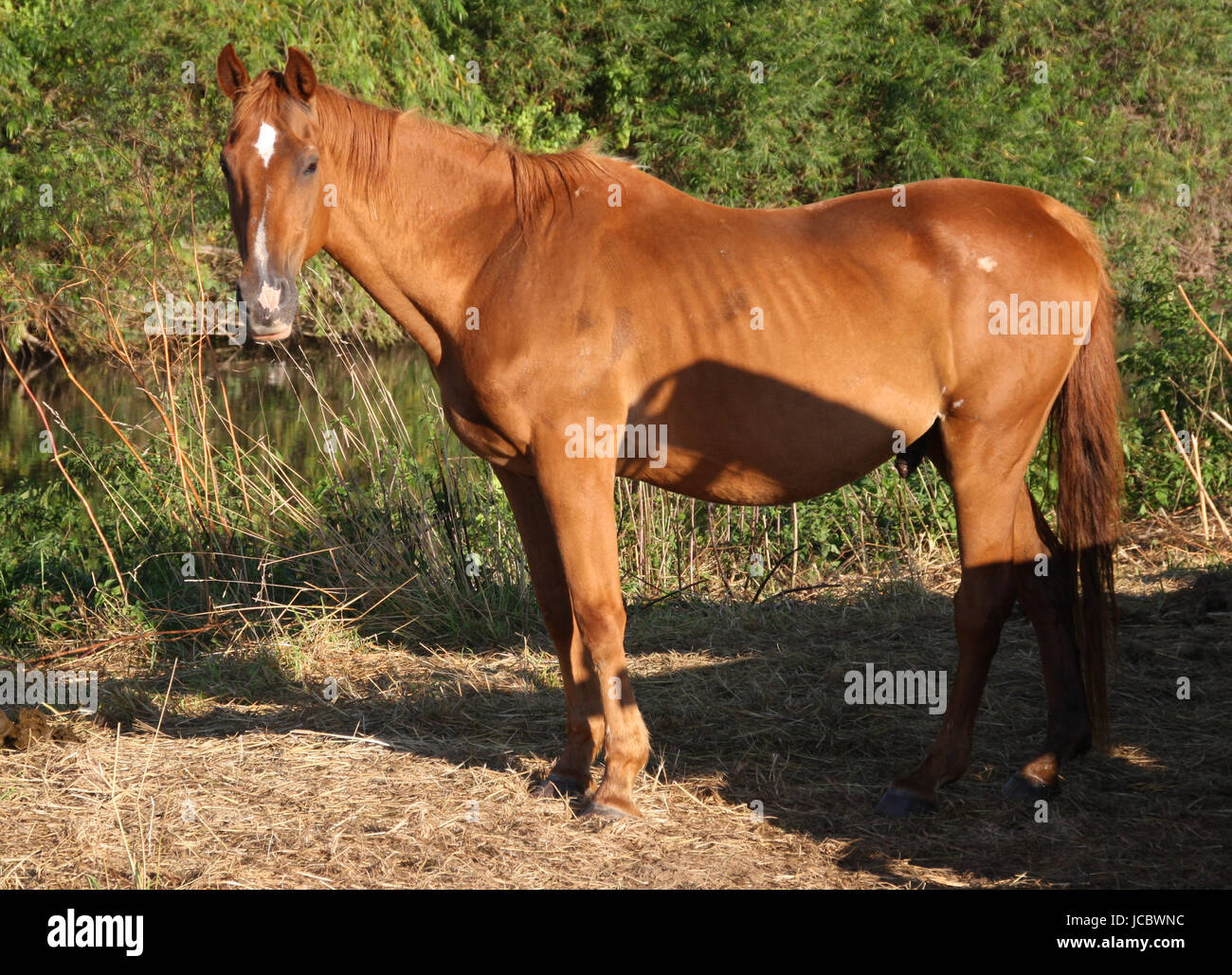 horse animal Stock Photo