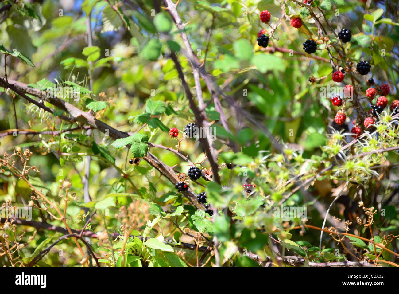 sÜsse frucht blÄtter Stock Photo