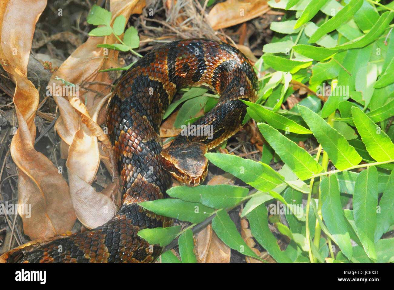 Cottonmouth Snake (Agkistrodon piscivorus) a.k.a. Water Moccasin Stock Photo