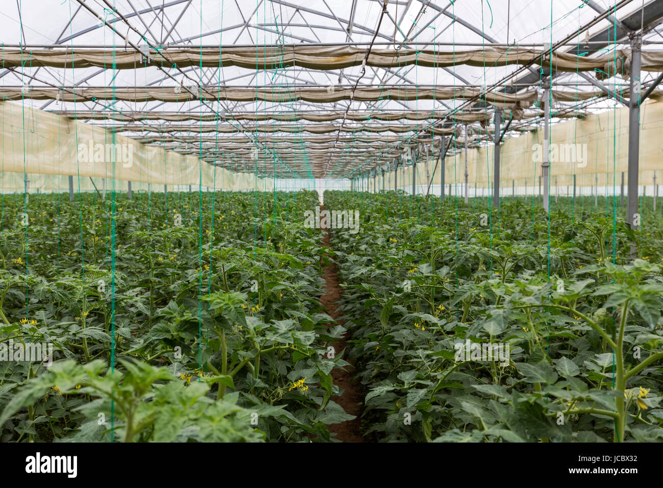 Rows of tomato plants growing inside in a big industrial greenhouse Stock Photo