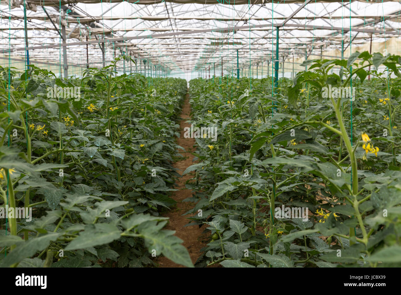 Rows of tomato plants growing inside in a big industrial greenhouse Stock Photo